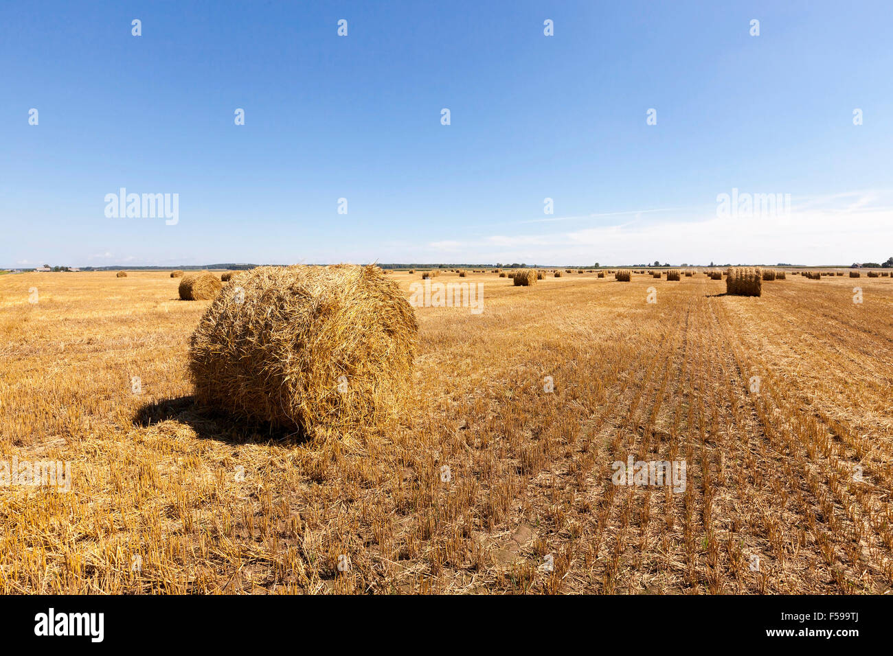 harvesting cereals . field Stock Photo - Alamy