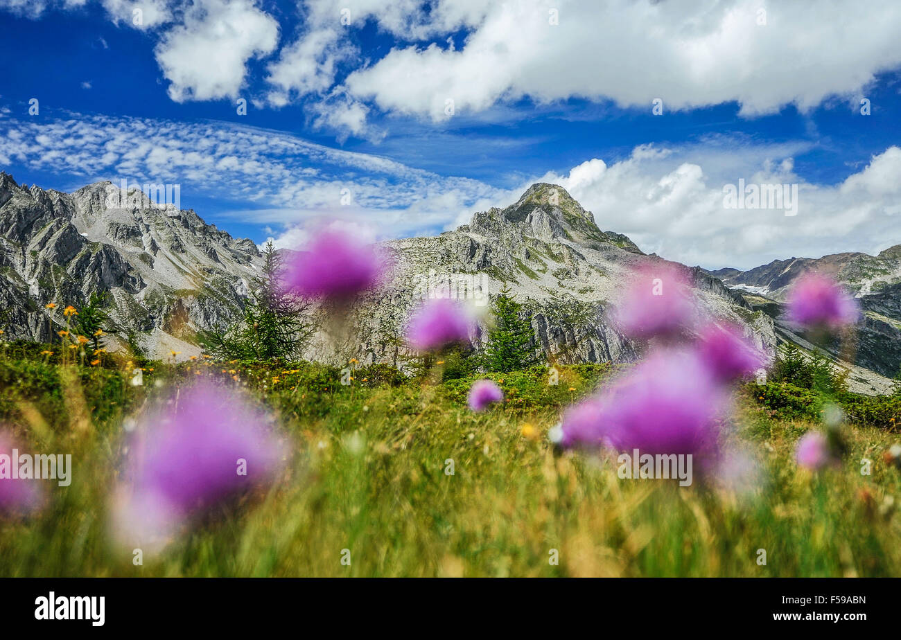Italy Piedmont Alpe Devero Natural Park peat bog with the peaks of ...