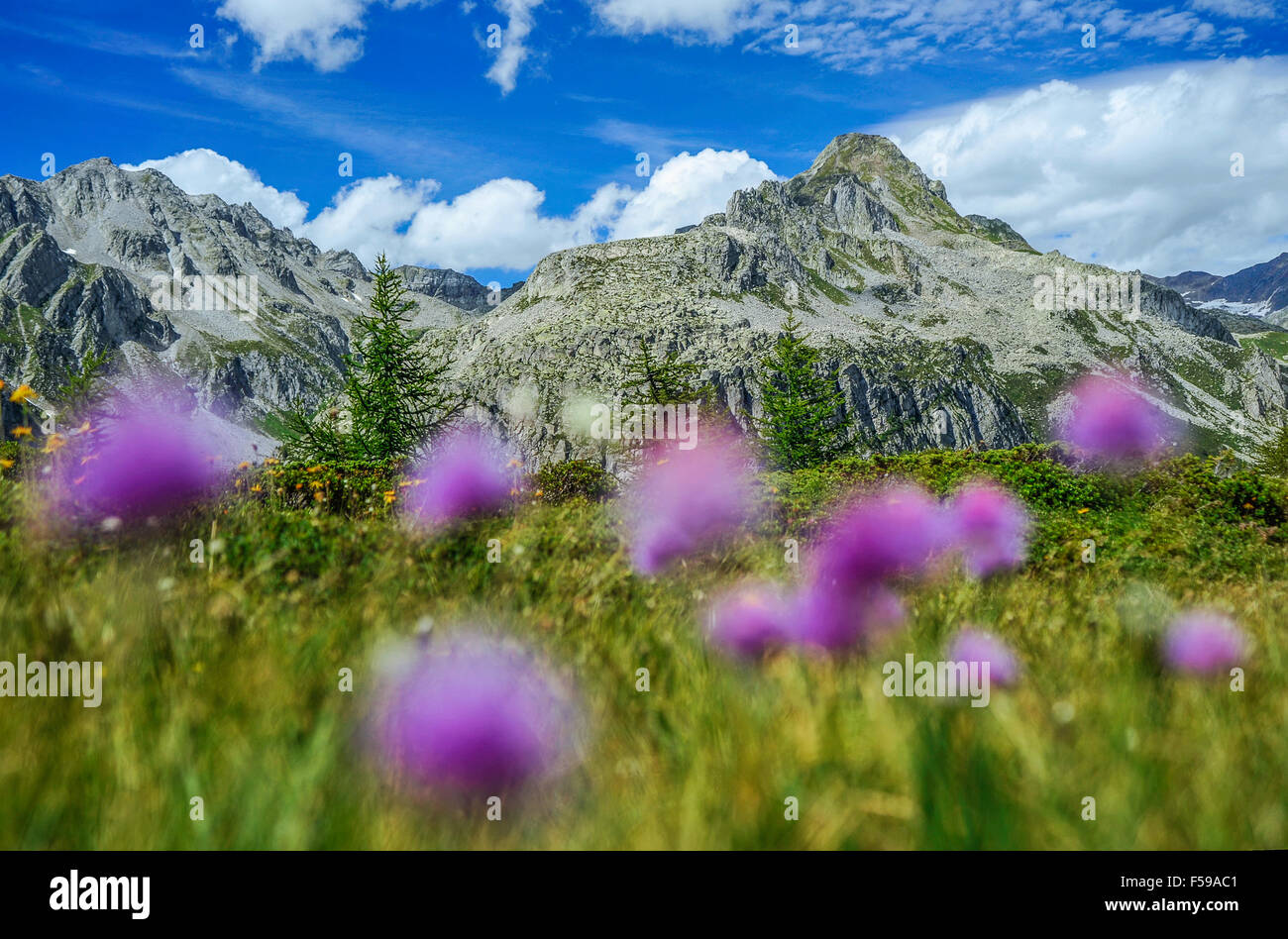 Italy Piedmont Alpe Devero Natural Park peat bog with the peaks of ...