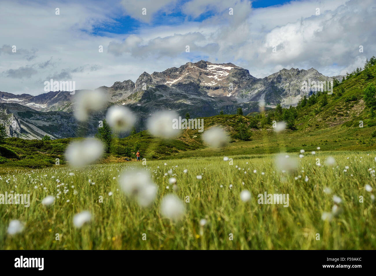 Italy Piedmont Alpe Devero Natural Park peat bog with the peaks of ...