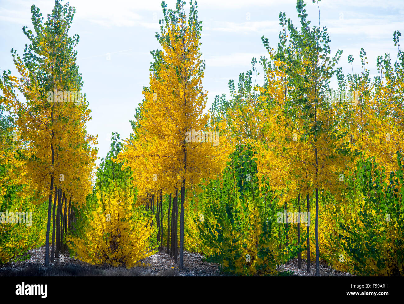 Boardman Tree Farm. Beautiful autumn colors shinning through Hybrid Poplar trees in the fall. Oregon Stock Photo