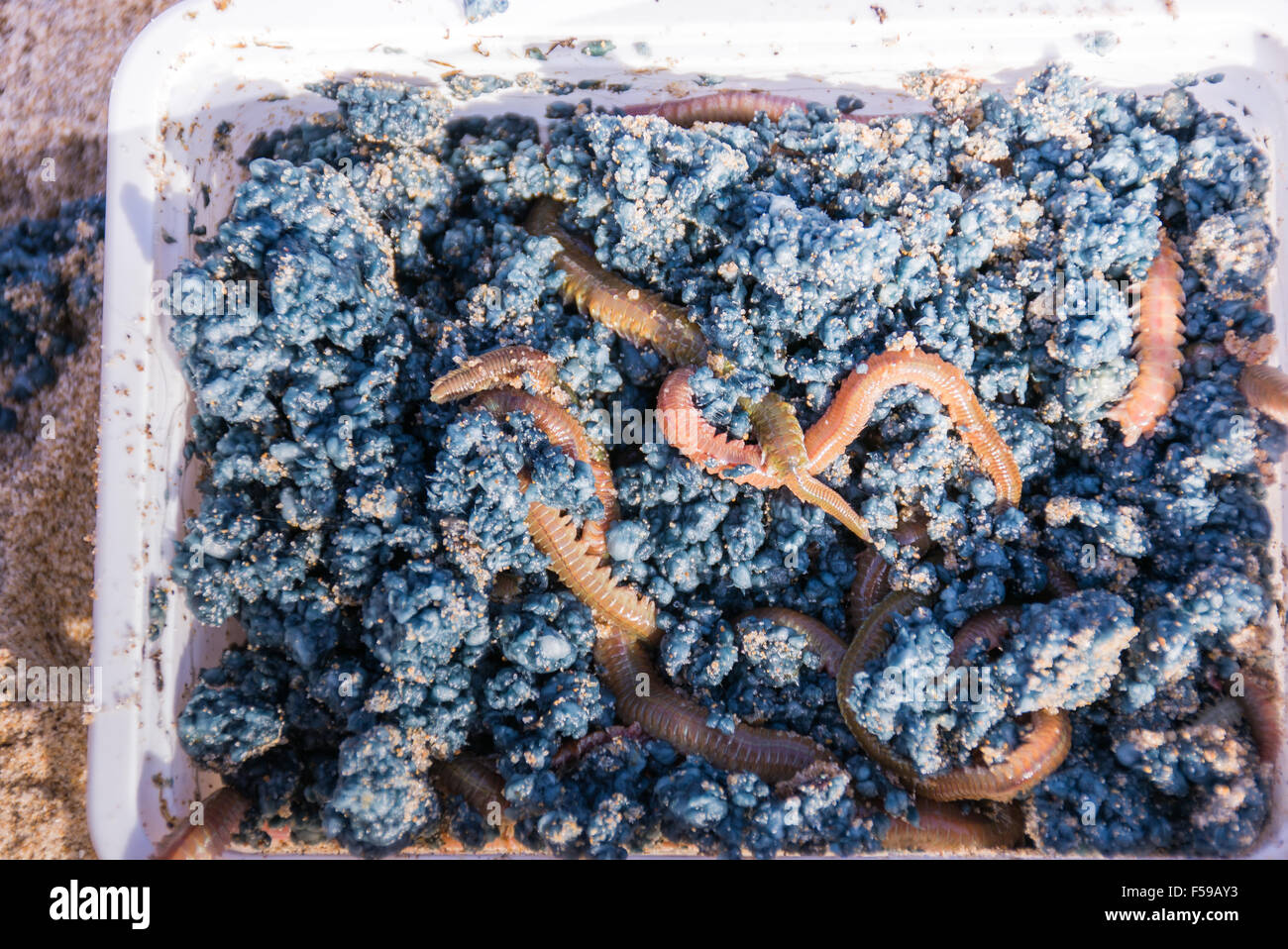 A box with alive worms bait for sea fishing. Stock Photo