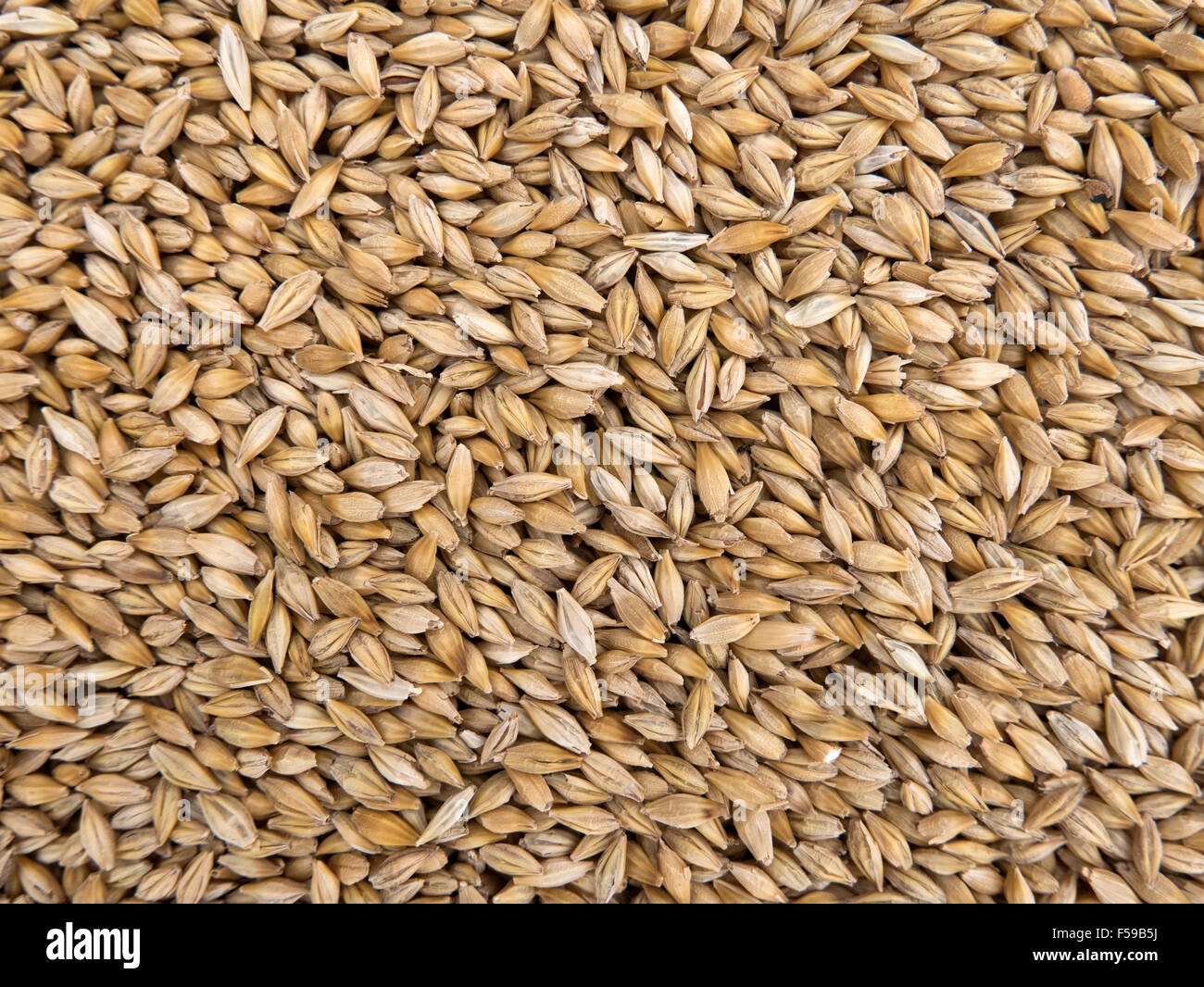 Close-up of harvested Sunshine hulless spring barley. Stock Photo