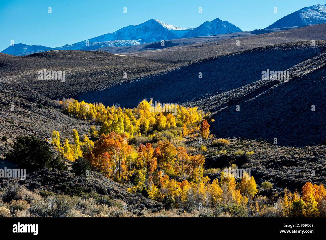 Autumn colors explode in the Conway Summit with the backdrop of the mountains of the Ansel Adams Wilderness and Yosemite National Park in Mono County, California. Stock Photo