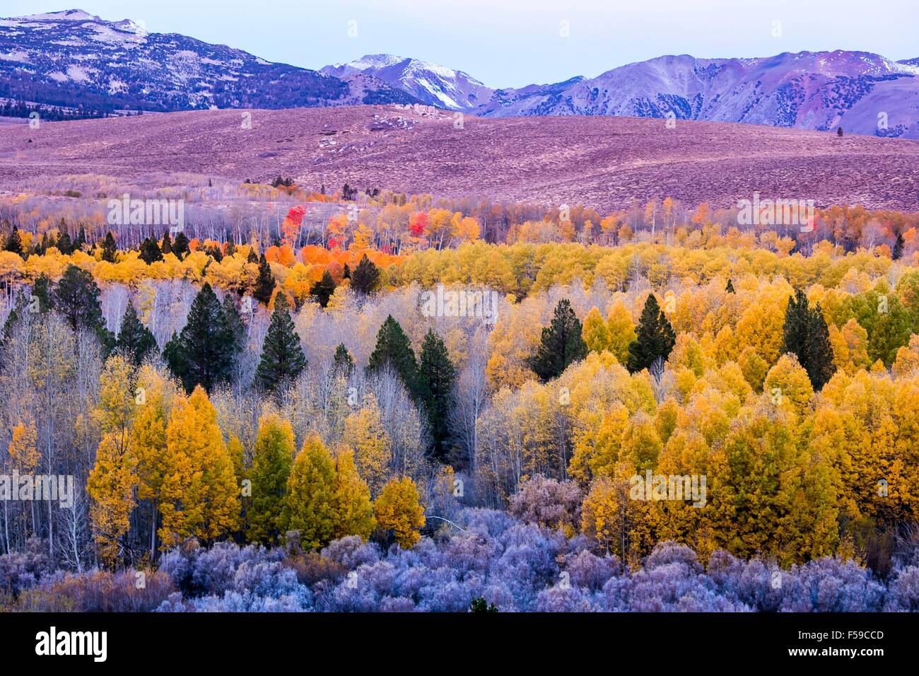 Autumn colors explode in the Conway Summit with the backdrop of the mountains of the Ansel Adams Wilderness and Yosemite National Park in Mono County, California. Stock Photo