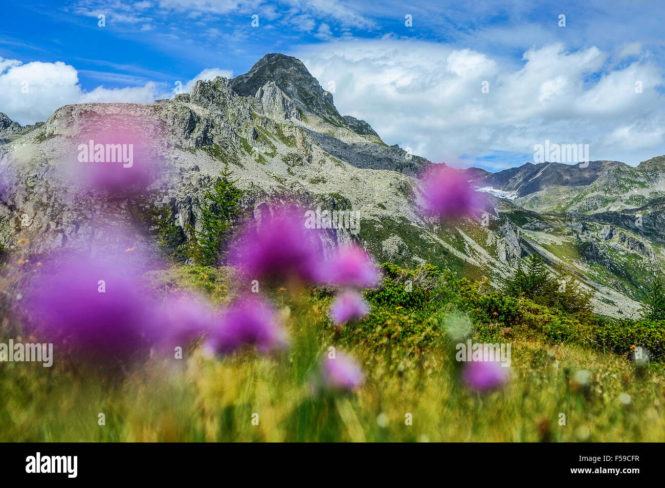 Italy Piedmont Alpe Devero Natural Park peat bog with the peaks of ...