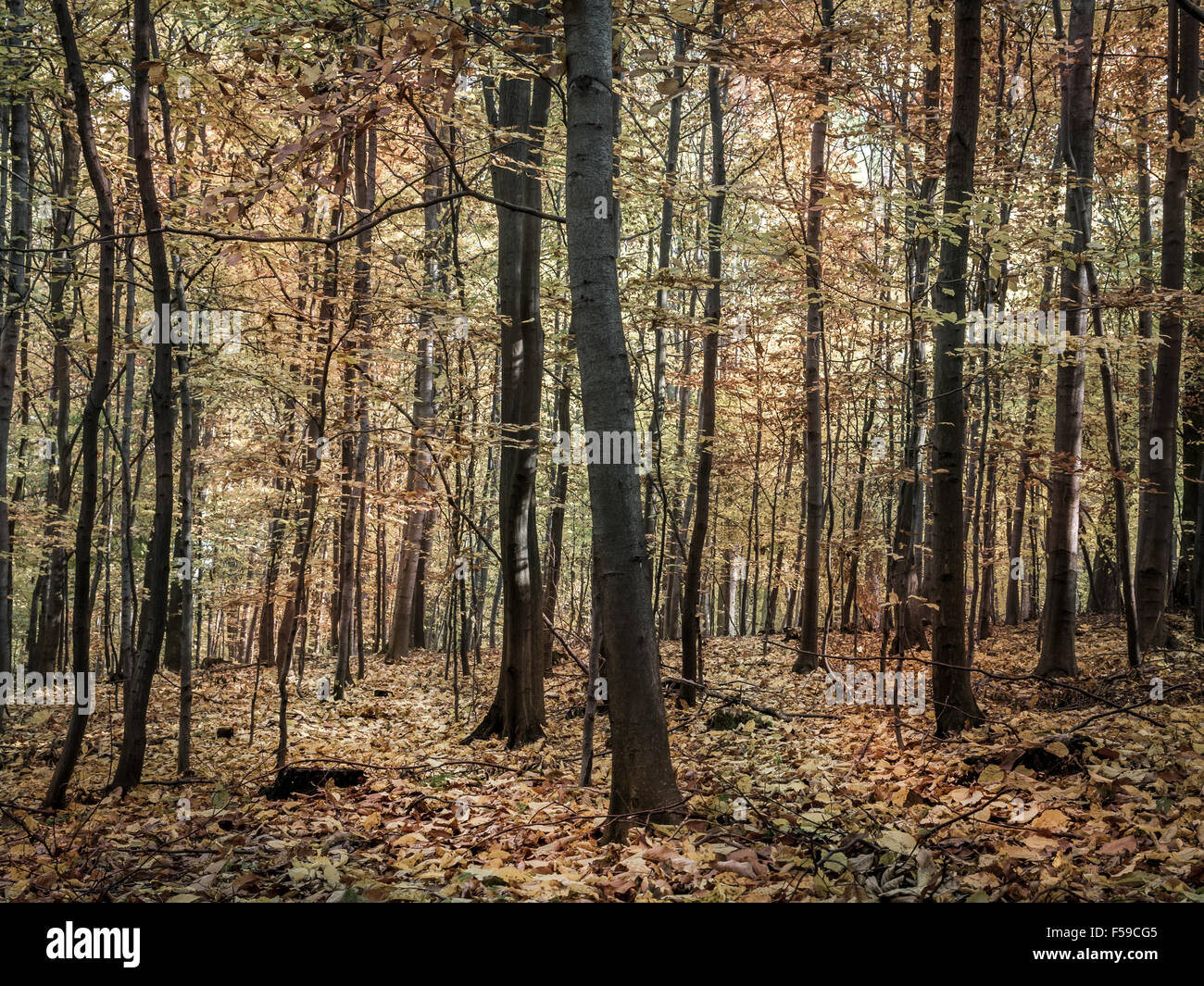 Forest in autumn with ground covered by dead leaves Stock Photo
