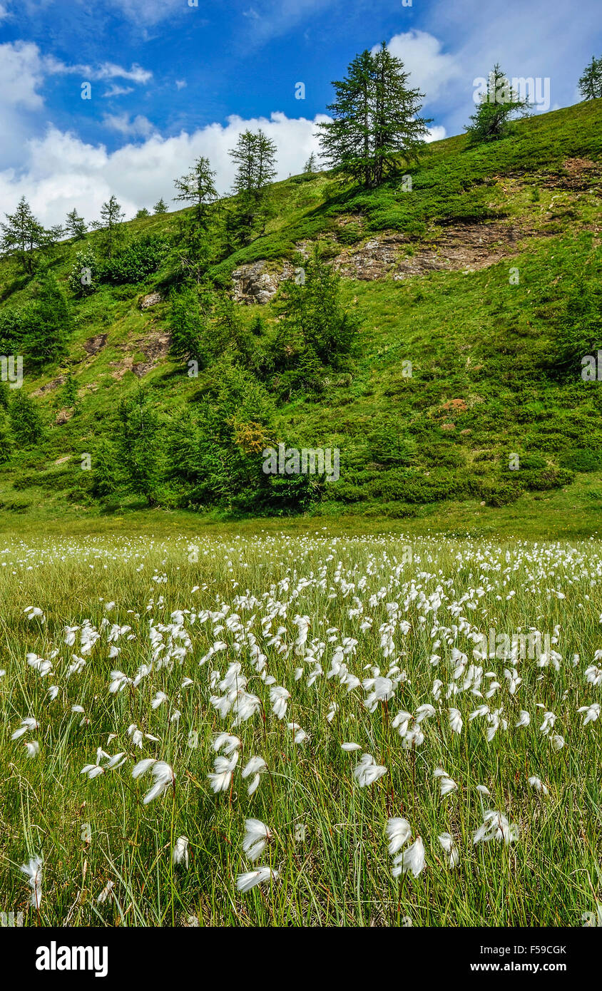 Italy Piedmont Alpe Devero Natural Park peat bog with the peaks of ...