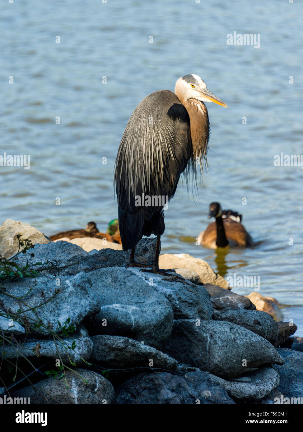 Great Blue Heron at Lost Lagoon, Stanley Park, Vancouver, BC, Canada Stock Photo