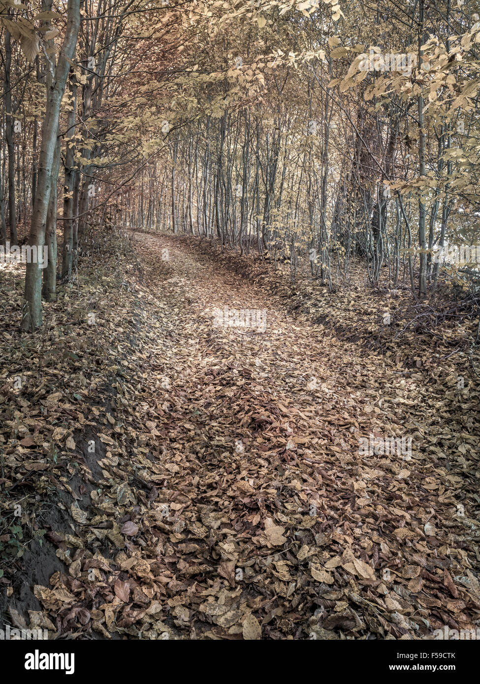 Path in the forest covered with dead leaves in fall colors Stock Photo