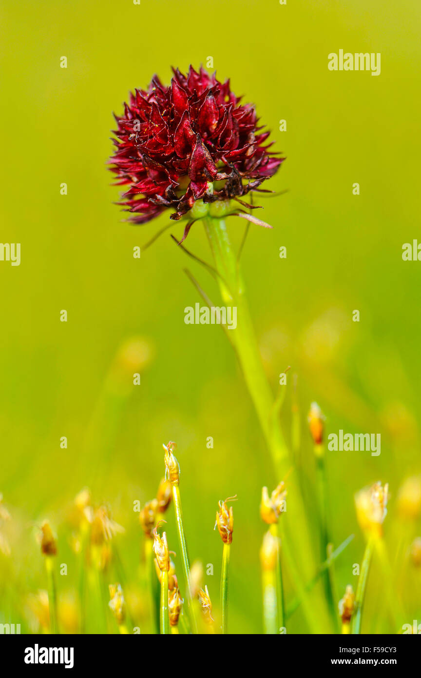 Italy Piedmont Alpe Devero natural park Nigritella NIgra Stock Photo