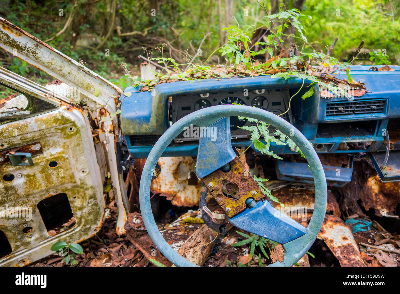 Abandoned car in the jungle Stock Photo - Alamy