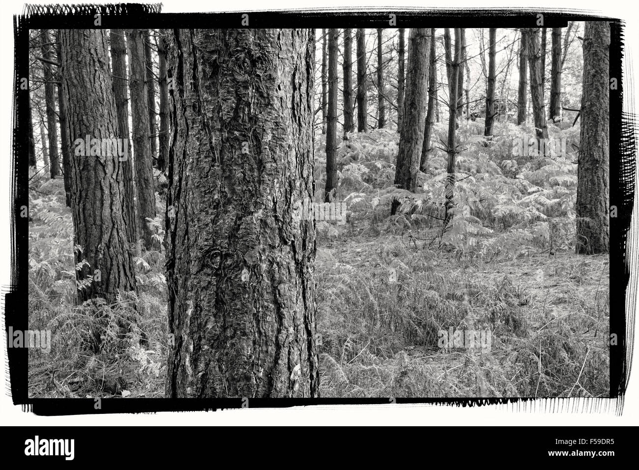 Daresbury Firs Conservation Area in Cheshire, a nature reserve close to the village of Daresbury Stock Photo