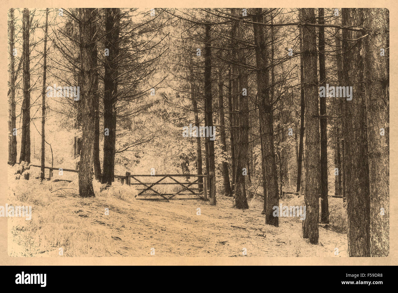 A damaged 5-bar gate at Daresbury Firs Conservation Area in Cheshire, a nature reserve close to the village of Daresbury Stock Photo