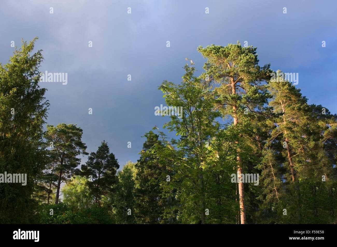 Forest tree tops and thunderstorm clouds in evening sunshine summer evening in Varmland, Sweden. Stock Photo