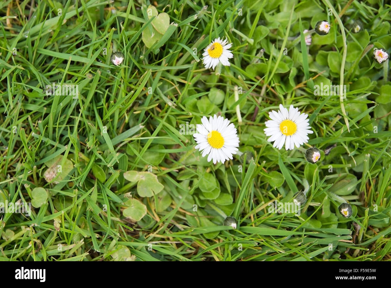 White bellis perennis in green grass in Varmland, Sweden. Stock Photo