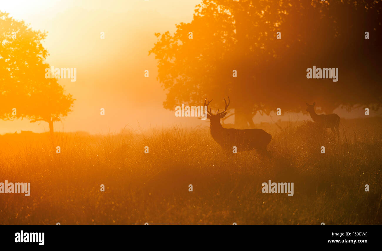 Red Deer Stag in the early morning mist Stock Photo