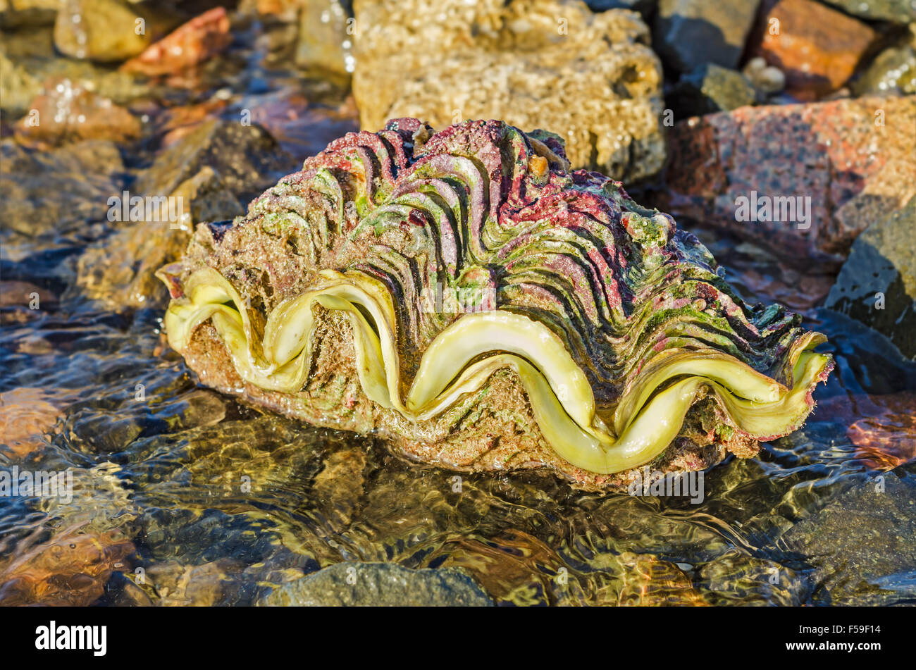 Tridacna giant clam shell on the beach, Red Sea. Big shell Stock Photo