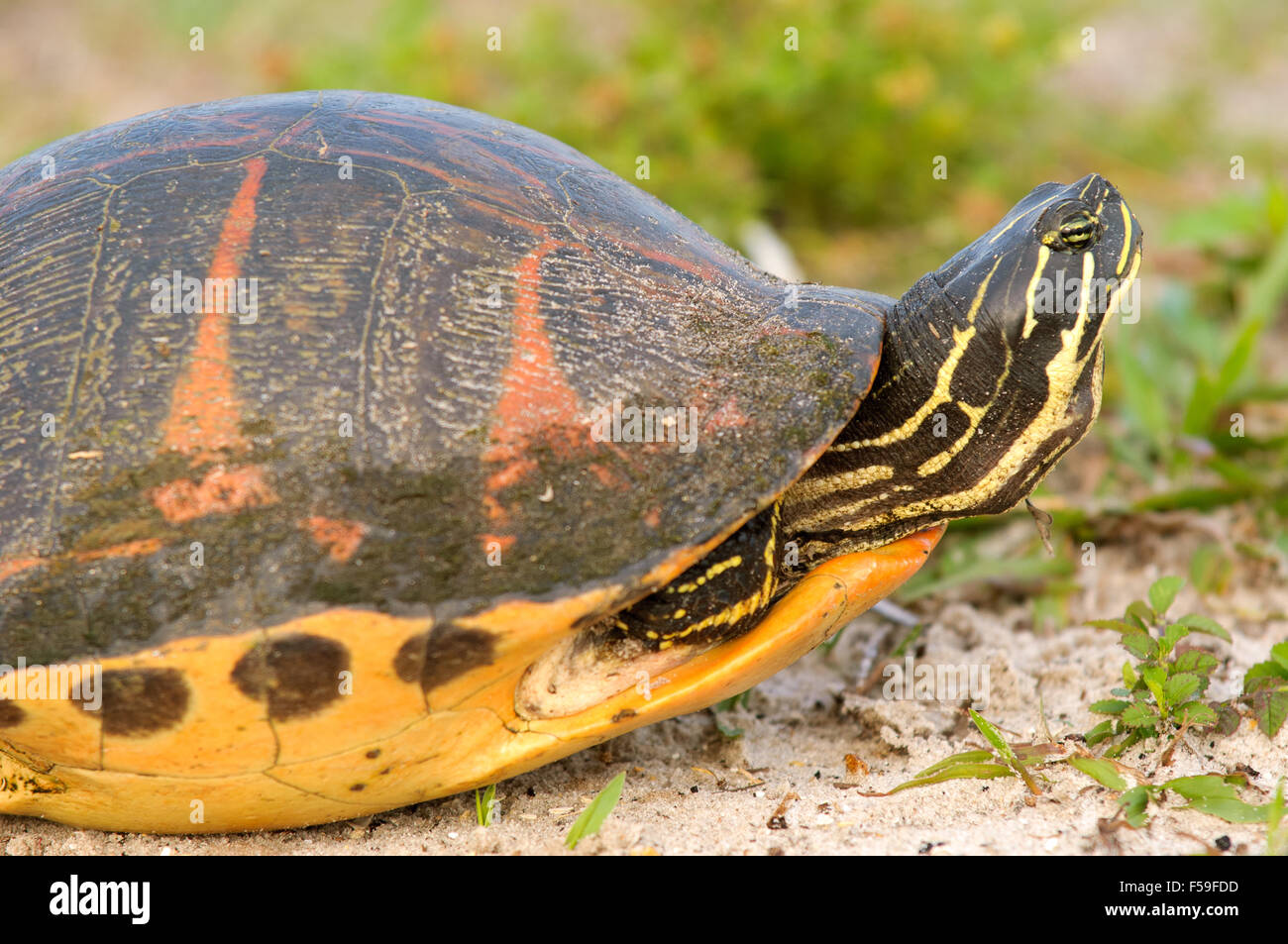 Florida red-bellied cooter, AKA Florida Redbelly Turtle (Pseudemys nelsoni) Arthur R Marshall National Wildlife Reserve Loxahatchee Florida USA Stock Photo