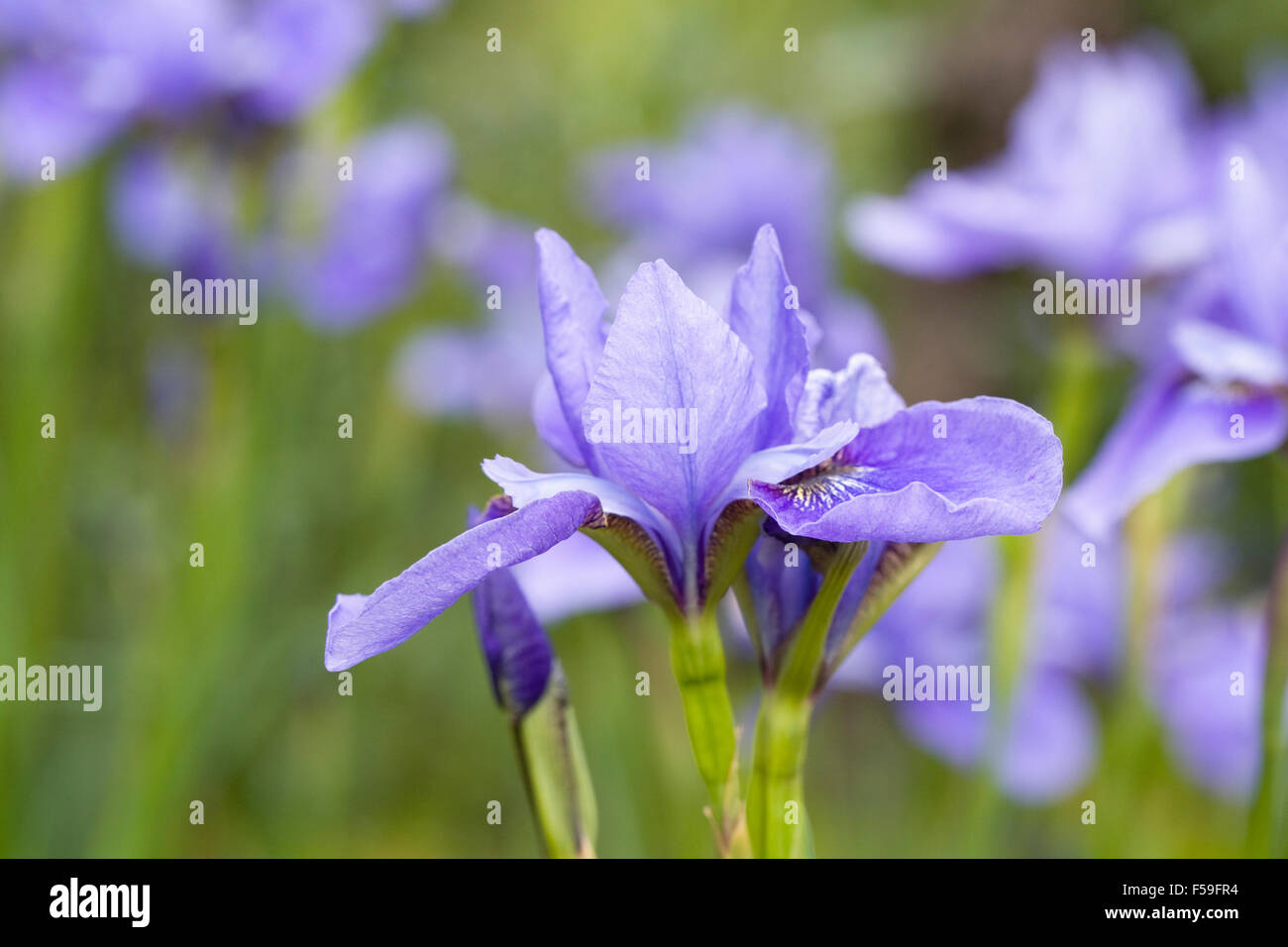 Iris sibirica 'Sea Shadows' flowers. Stock Photo