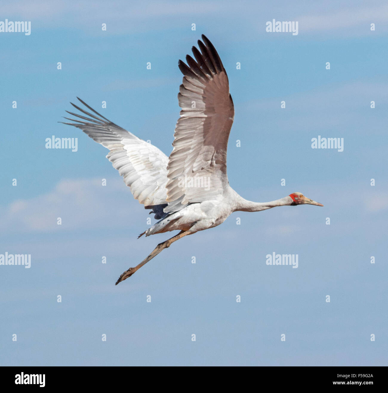 Brolga, Australian crane, Grus rubicunda, large elegant grey bird in