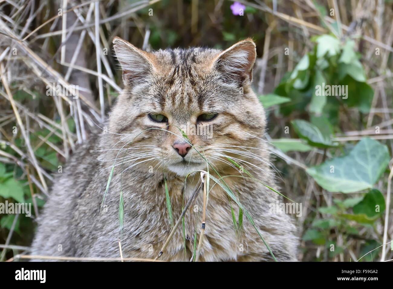 Wildcat;Felis silvestris. Stock Photo