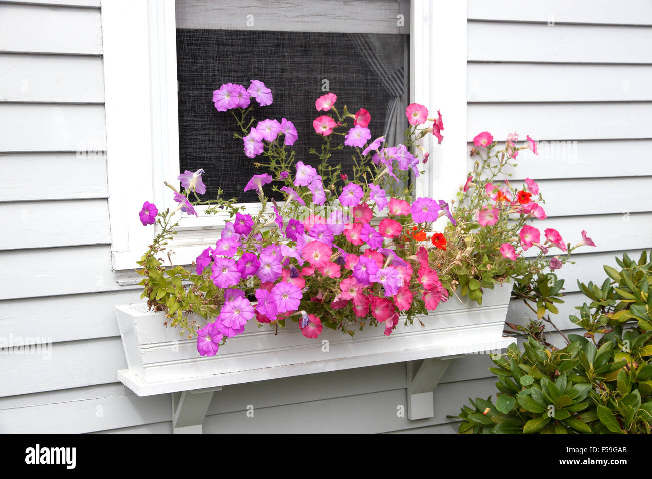Window box with colorful petunia flowers. Stock Photo