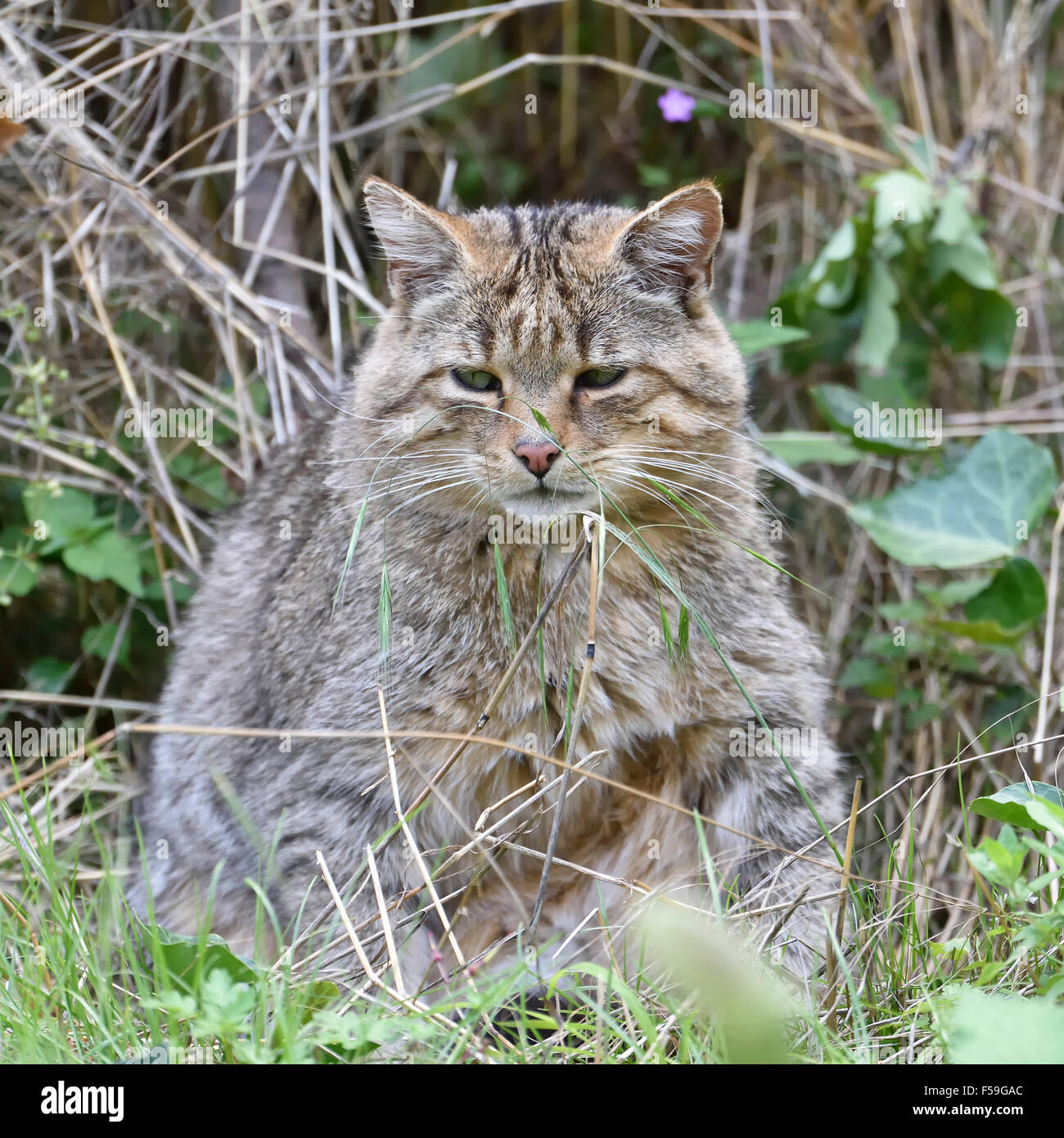 Wildcat;Felis silvestris. Stock Photo