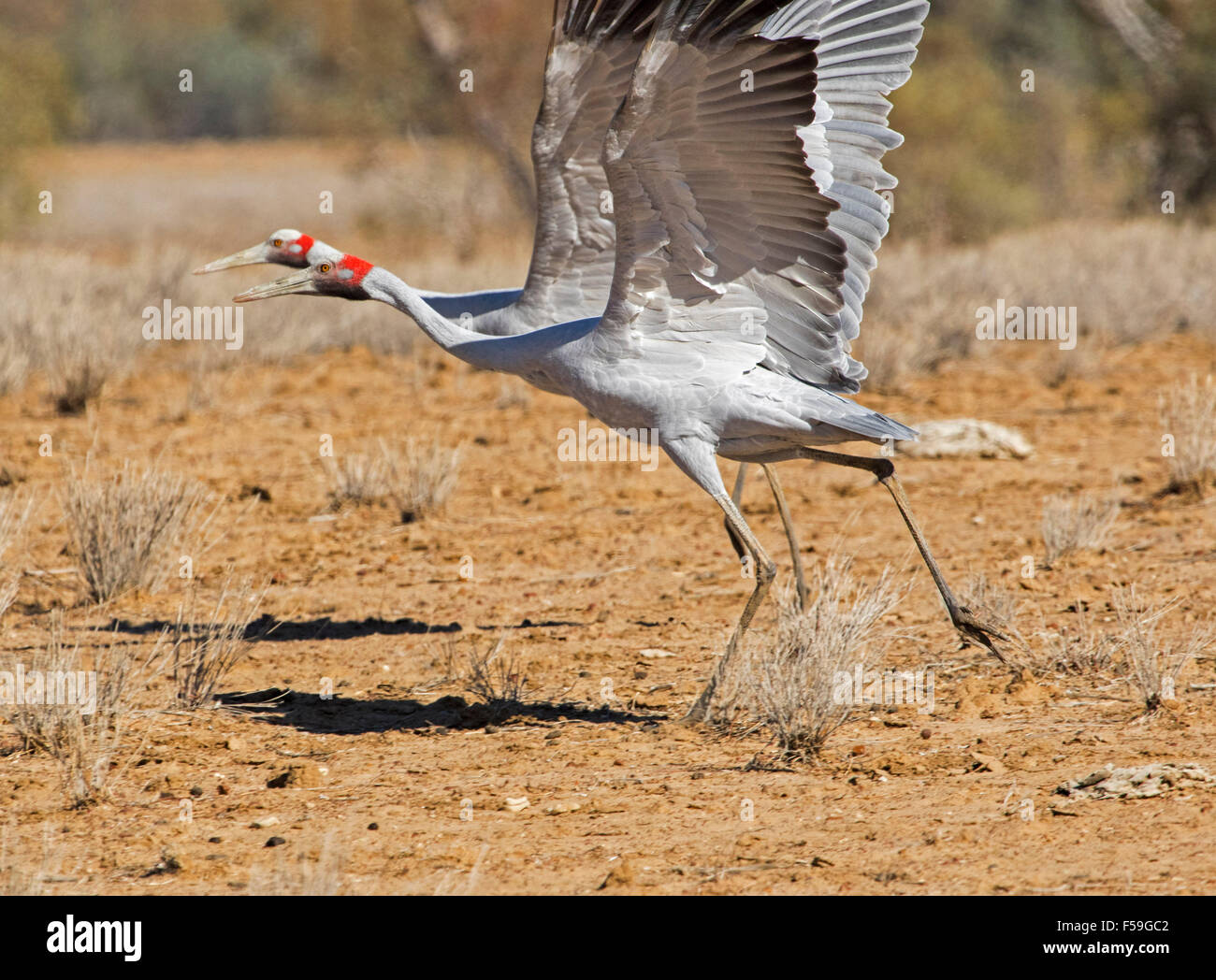 Crane brolga hires stock photography and images Alamy