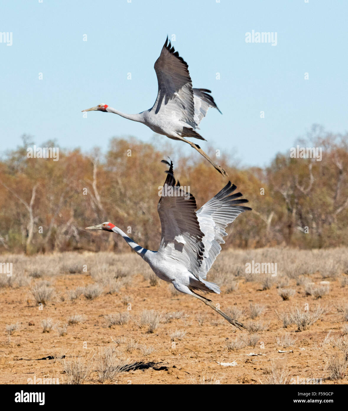 Australian habitat birds hires stock photography and images Alamy