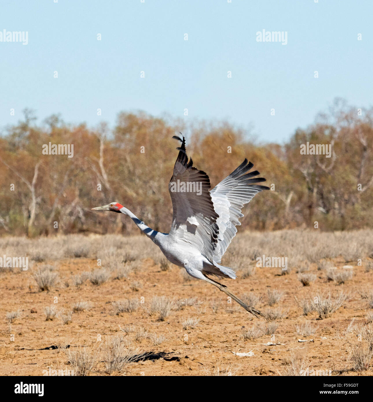 Brolga, Australian crane, Grus rubicunda, large elegant grey bird in
