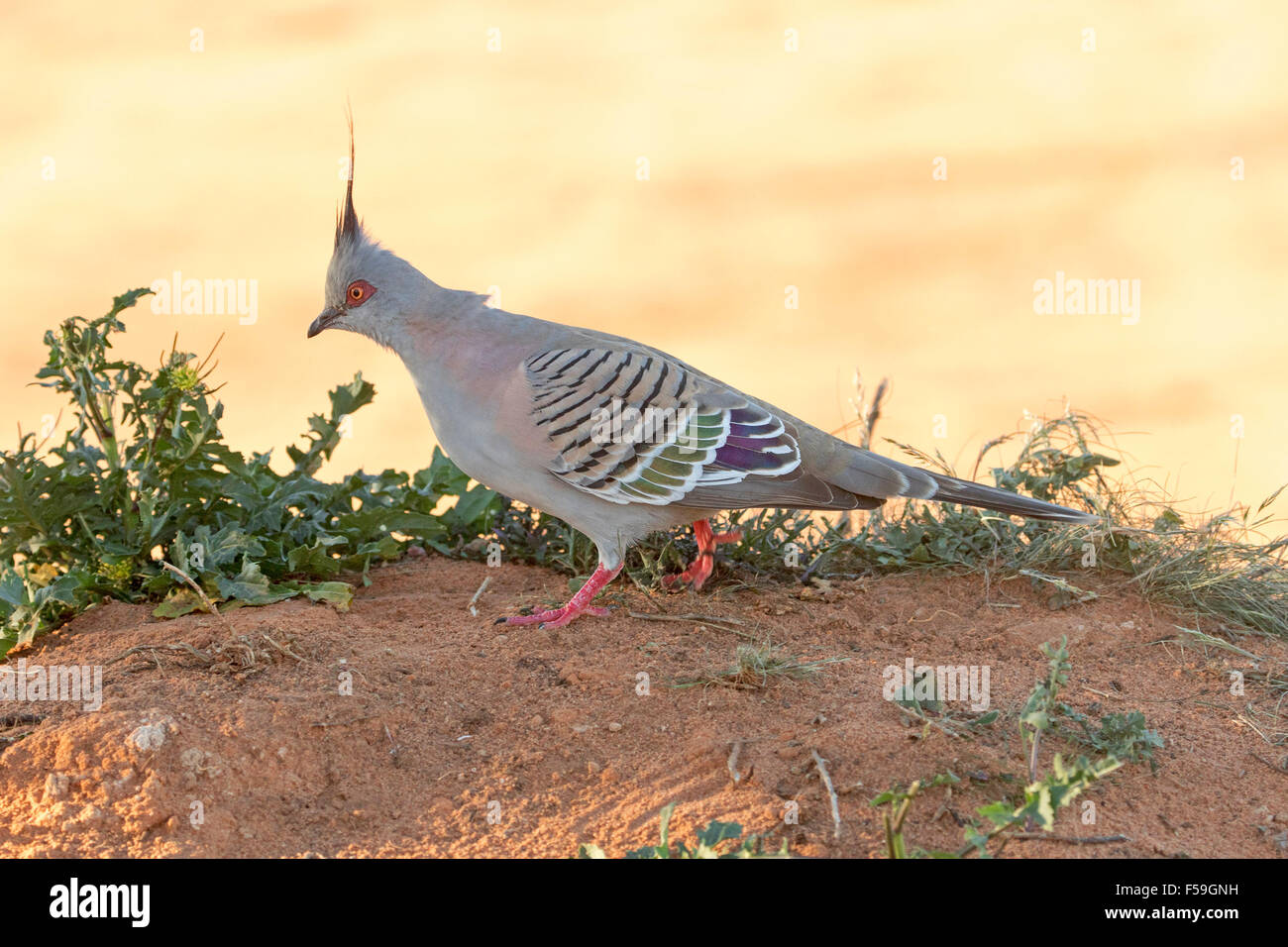 Colourful crested pigeon, Ocyphaps lophotes, Australian native bird with vivid red legs & decorative striped plumage Stock Photo