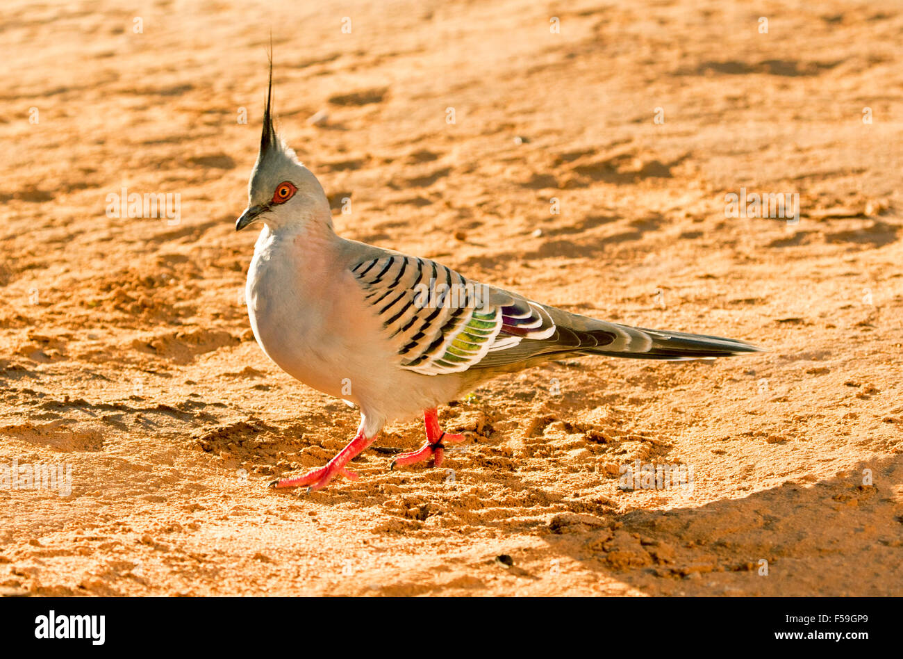 Colourful crested pigeon, Ocyphaps lophotes, Australian native bird with vivid red legs & decorative striped plumage Stock Photo