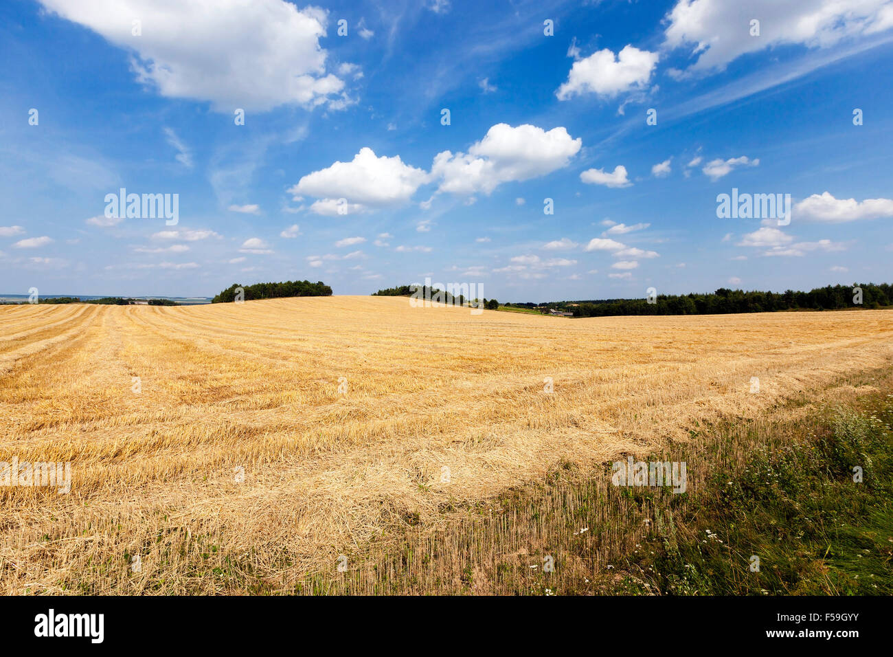harvesting cereals. field Stock Photo - Alamy