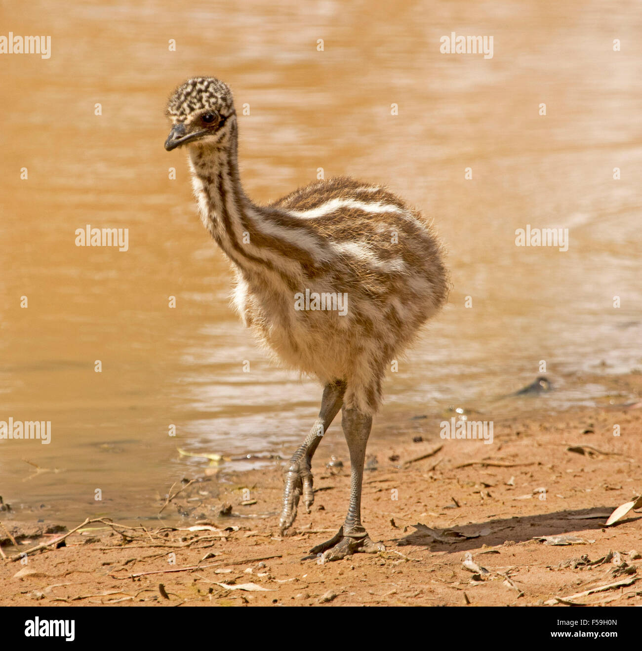 Small emu hi-res stock photography and images - Alamy