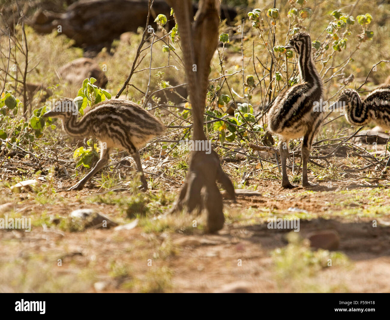 Three tiny emu chicks with striped down beside and dwarfed by large foot & part of leg of parent bird in the wild in outback Australia Stock Photo