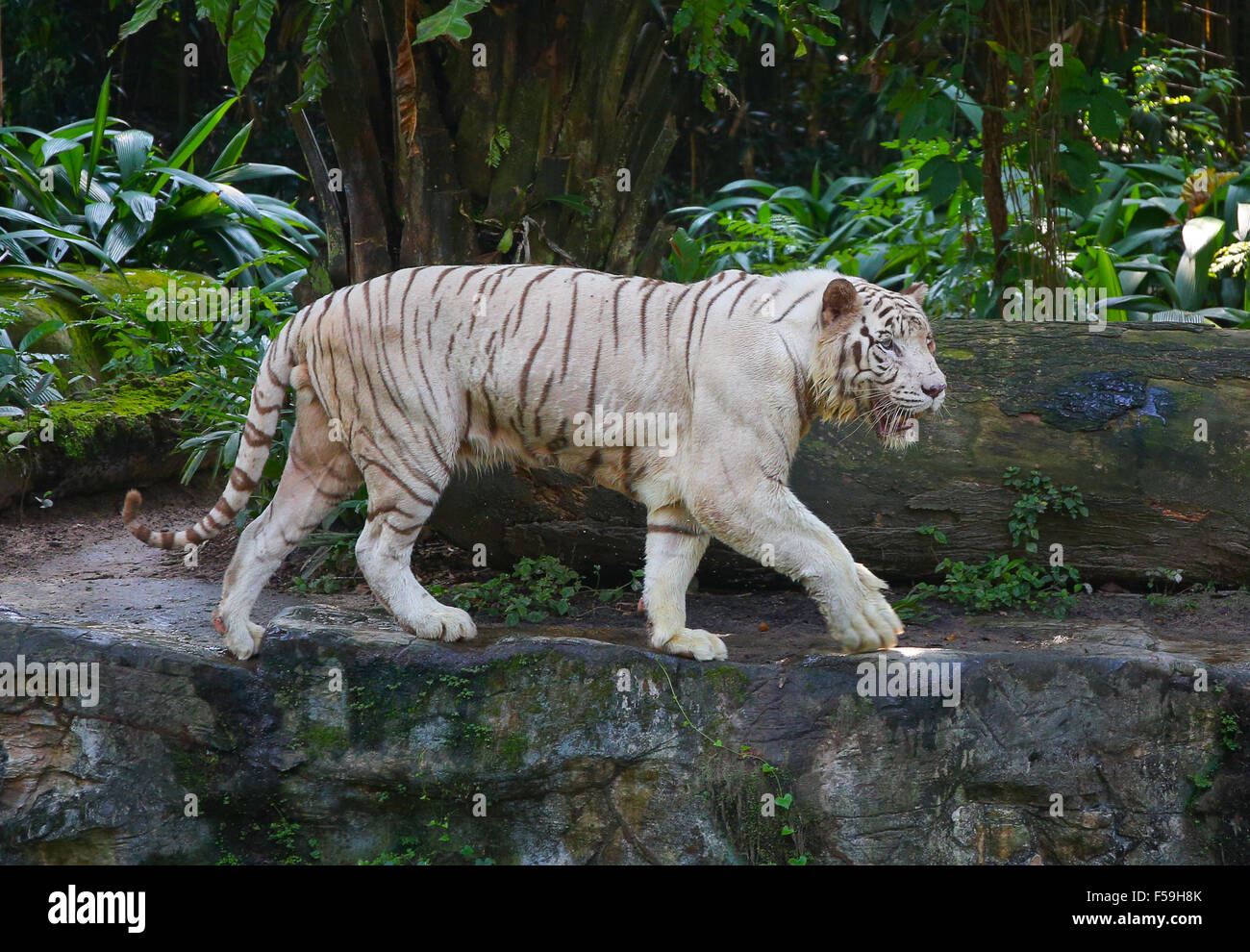 Lion at Singapore Zoo Stock Photo Alamy