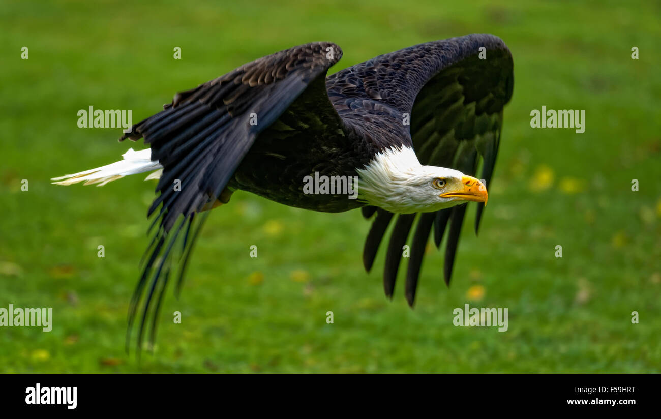 Bald Eagle flying free over meadow, wings spread. Stock Photo