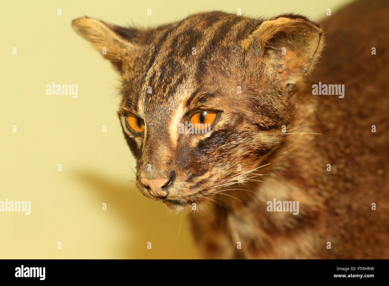 Iriomote wild cat (Prionailurus bengalensis iriomotensis) in Japan Stock Photo Alamy
