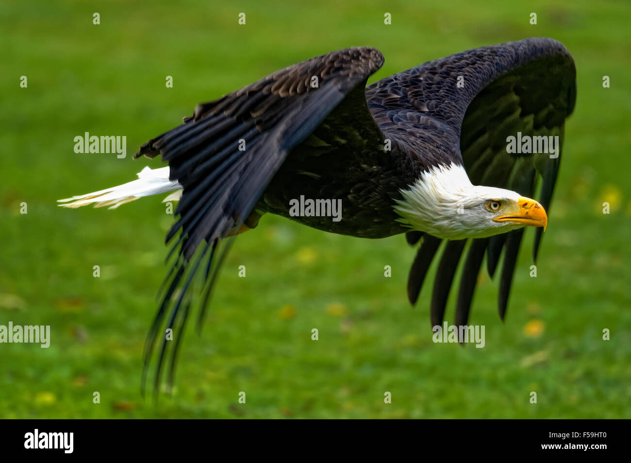 Bald Eagle flying free over meadow, wings spread. Stock Photo