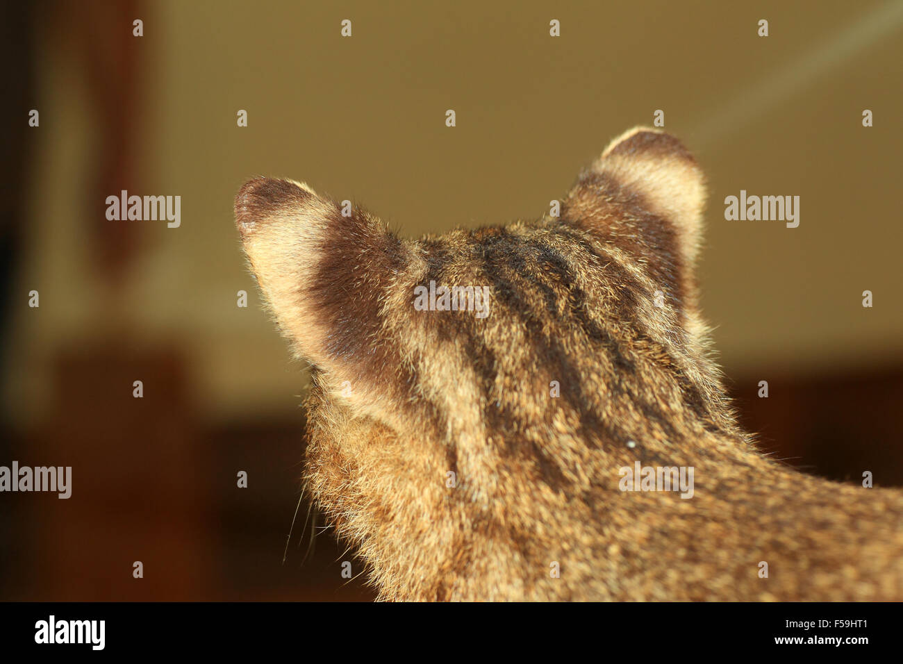 Iriomote wild cat hi-res stock photography and images - Alamy