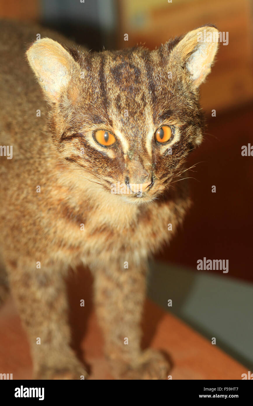 Iriomote cat hi-res stock photography and images - Alamy