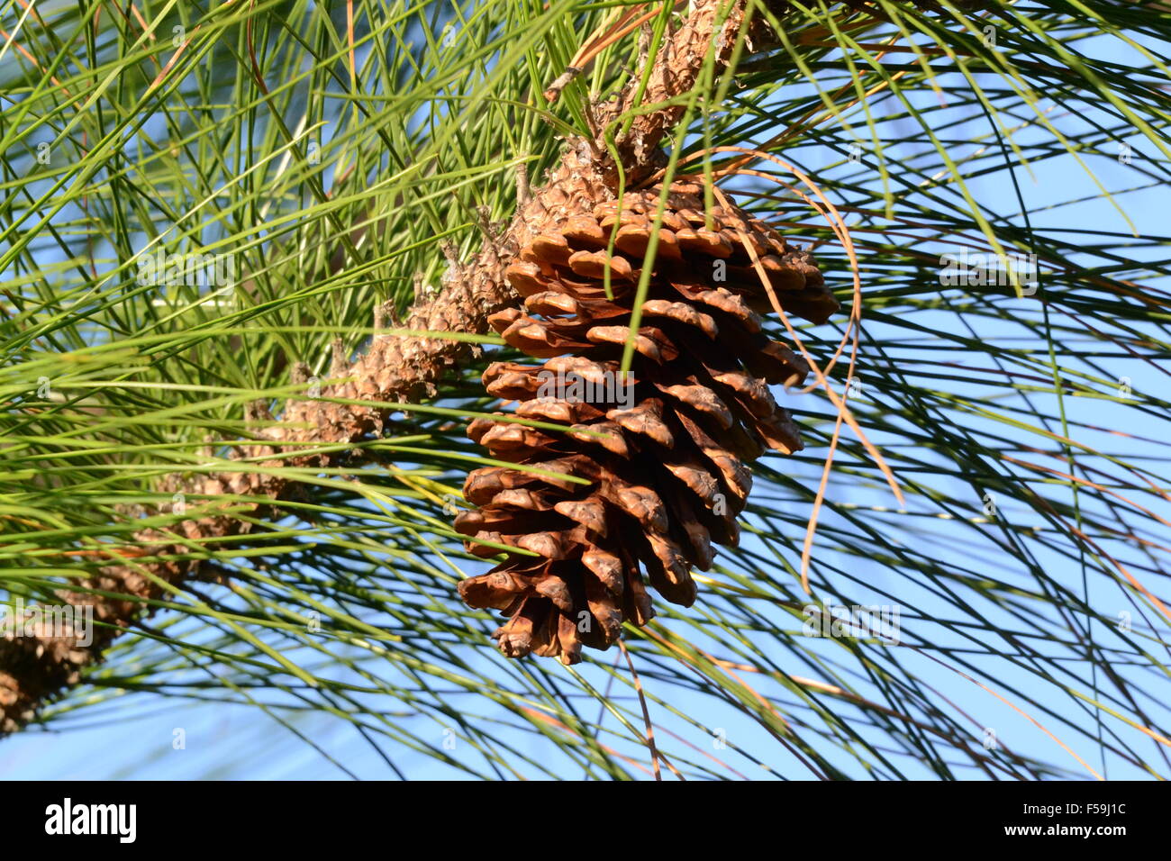 Loblolly Pine Cone