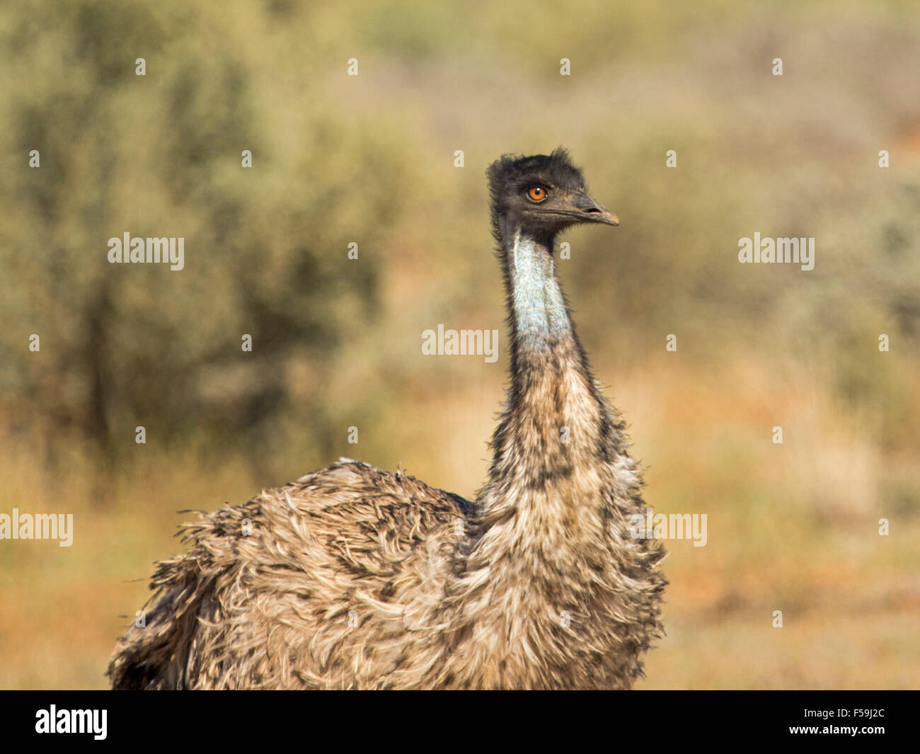 Close-up view / portrait of emu, head, neck, face & eye, in the wild in outback Australia Stock Photo