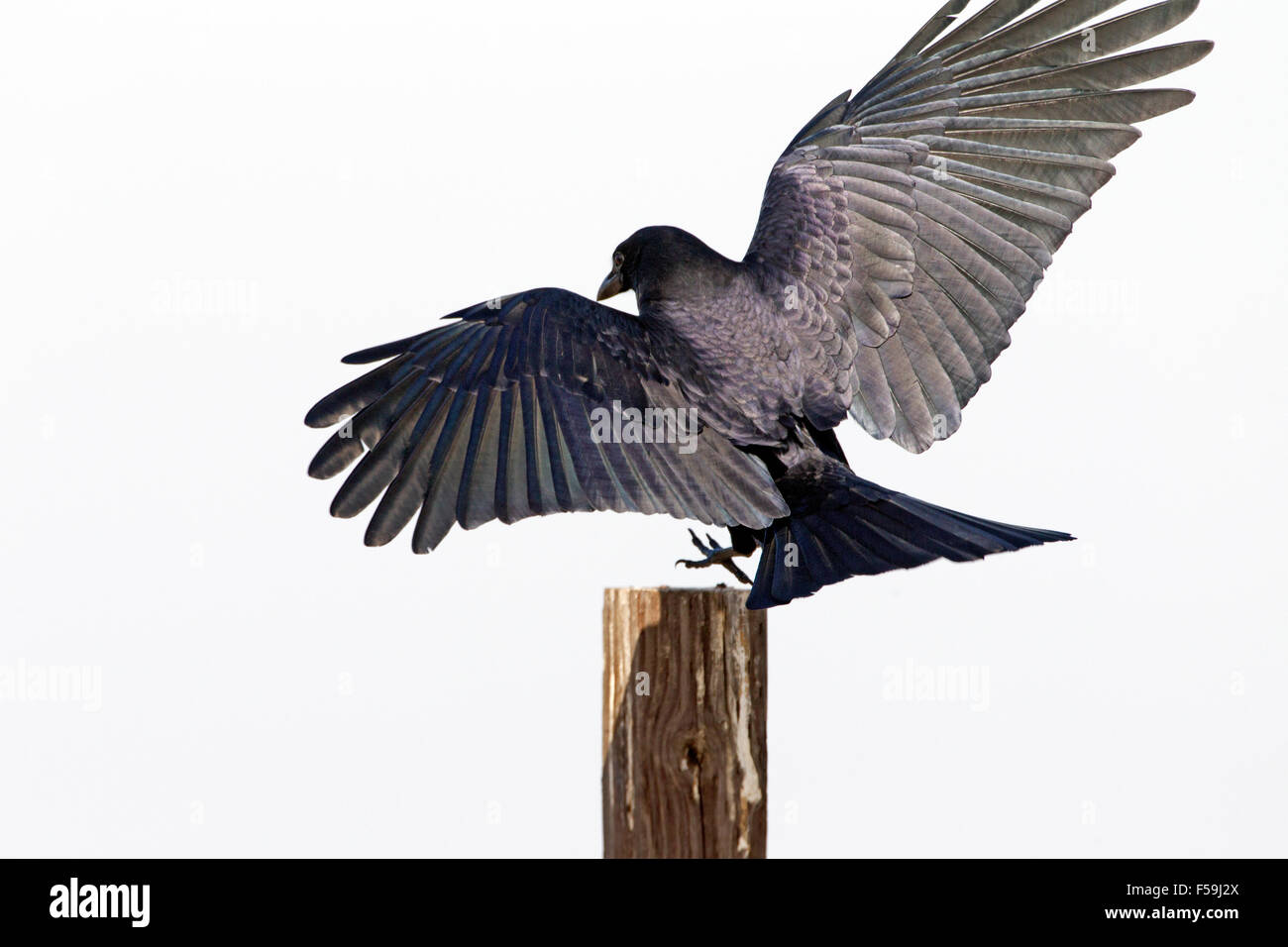 Crow landing hires stock photography and images Alamy