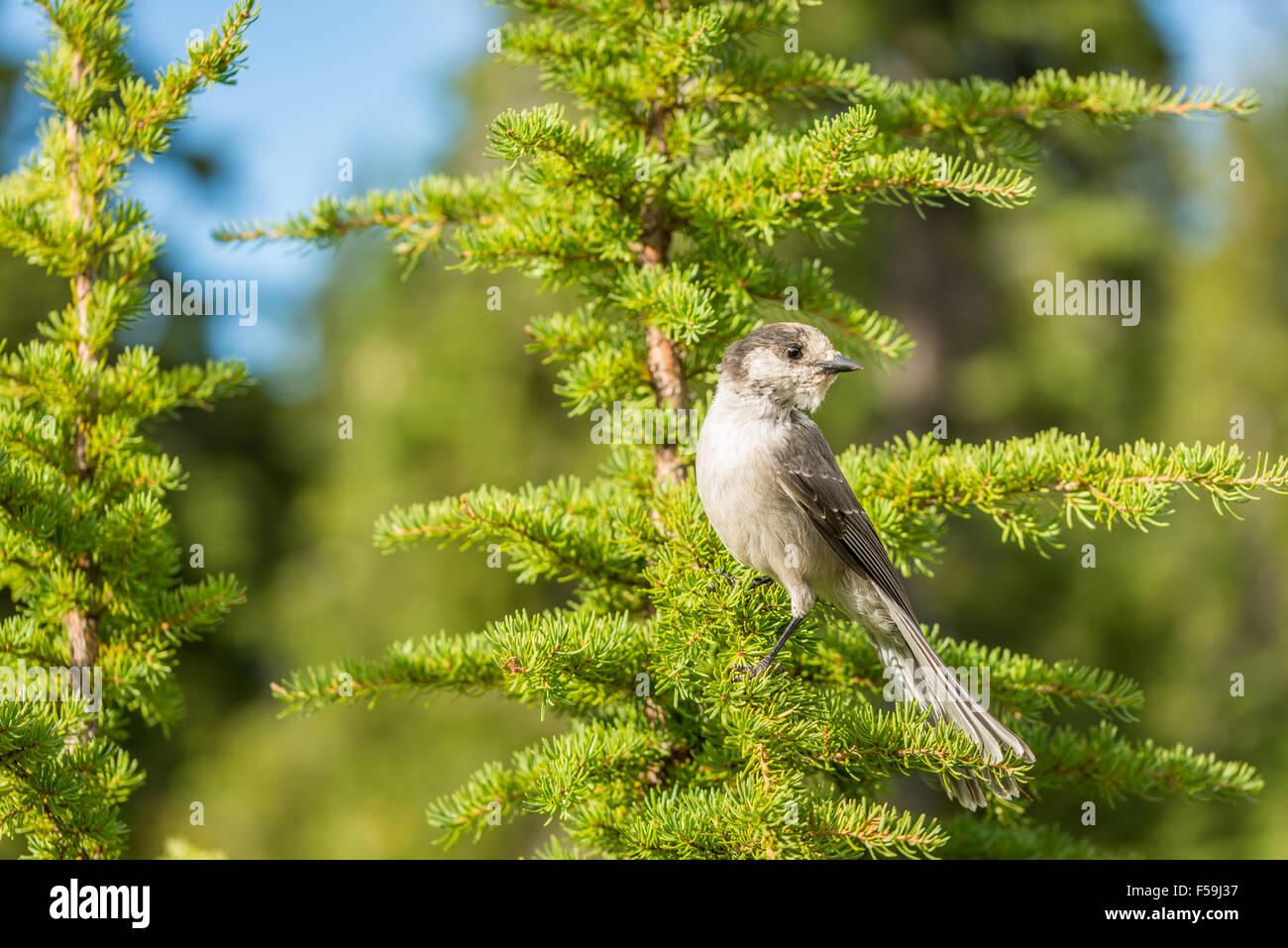 Grey jay bird hi-res stock photography and images - Alamy