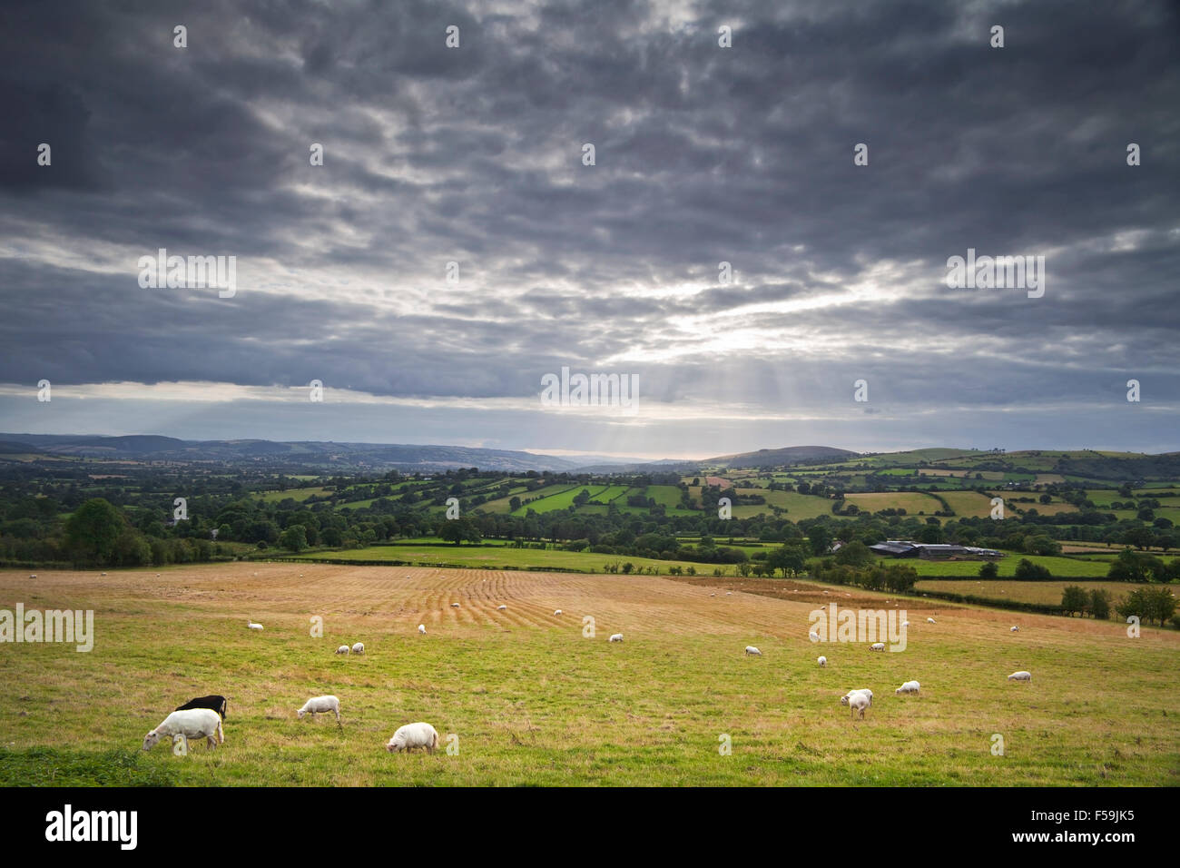Light Rays Breaking Through Clouds over Hilly Grazing Field Stock Photo