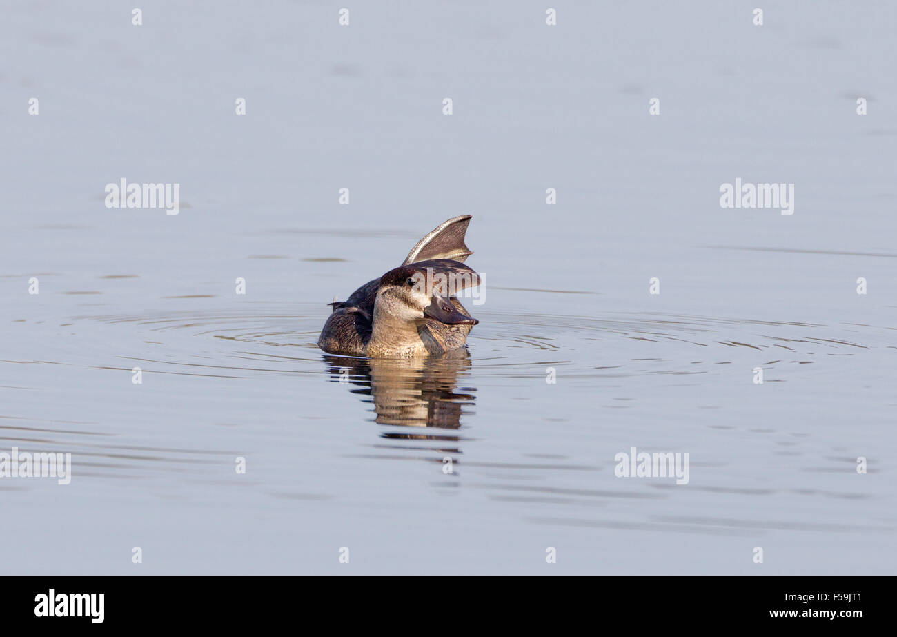 Ruddy duck showing foot hires stock photography and images Alamy