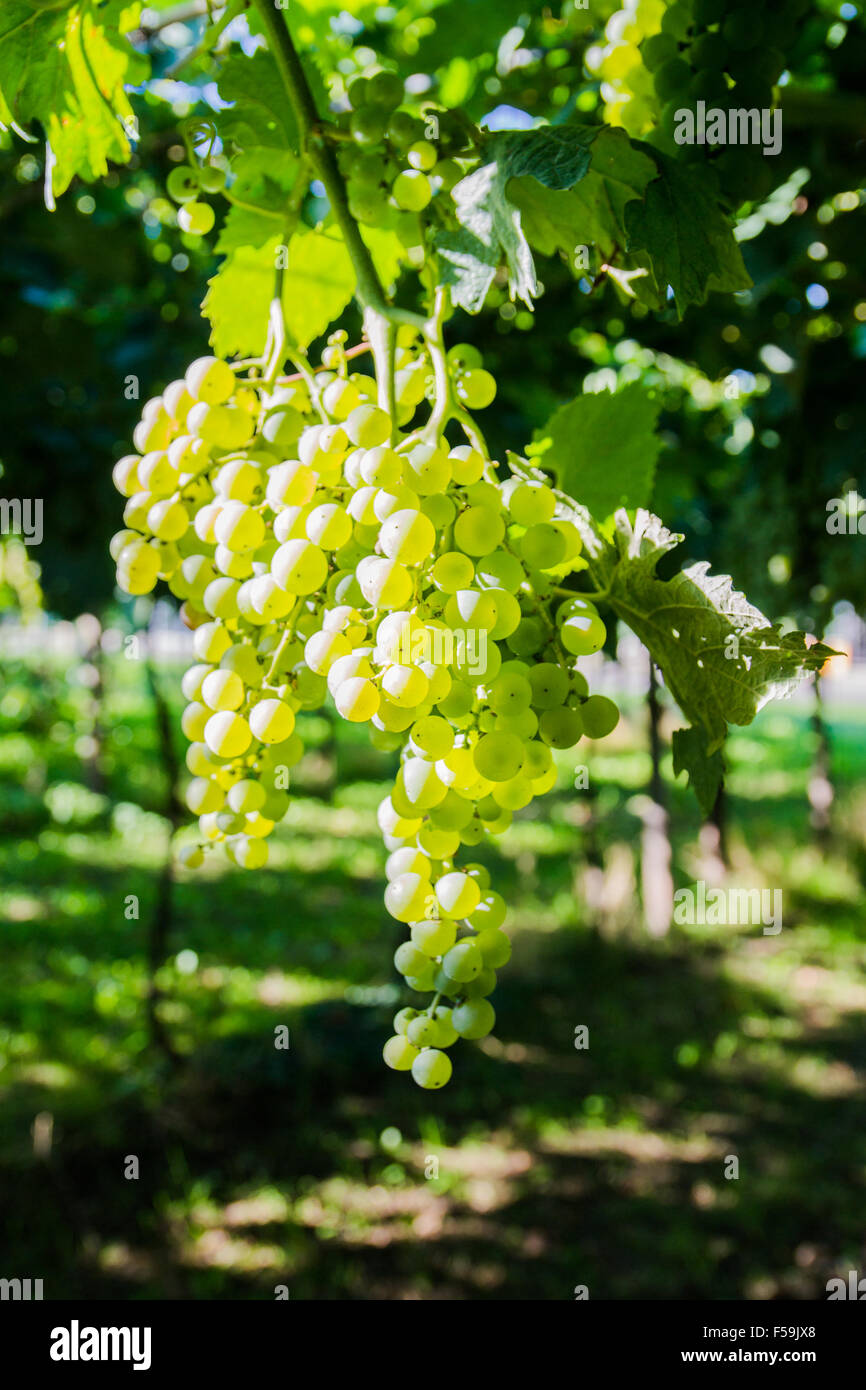 Bunch of grapes ready to be harvested in the Italian vineyards Stock Photo Alamy