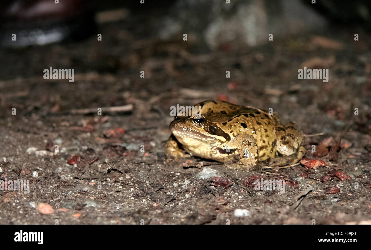 Pyrenean Frog laying eggs in a river of Vall de Boi, Lleida, Catalonia, northern Spain Stock Photo